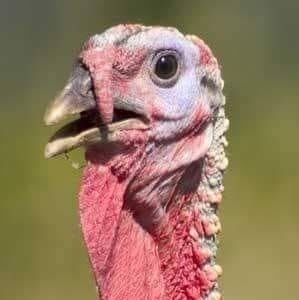 Meet your Posher, Shawn